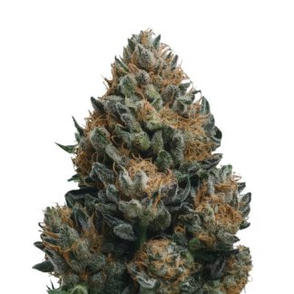iso bud-auto