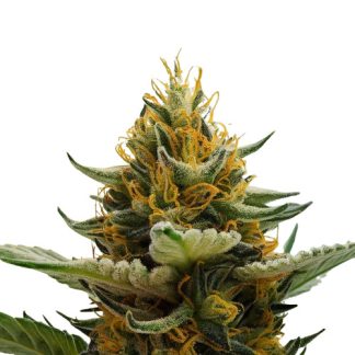 amnesia auto