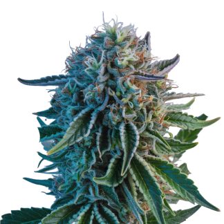 sinihomejuusto auto