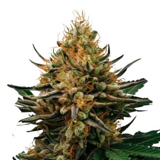 afgán kush auto