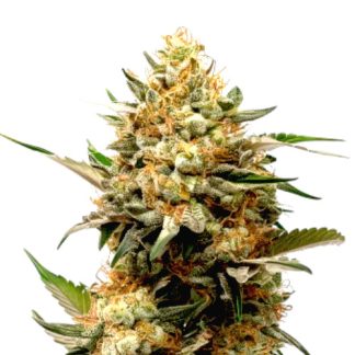 kultainen cbd-auto