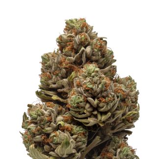 Candy Kush Auto