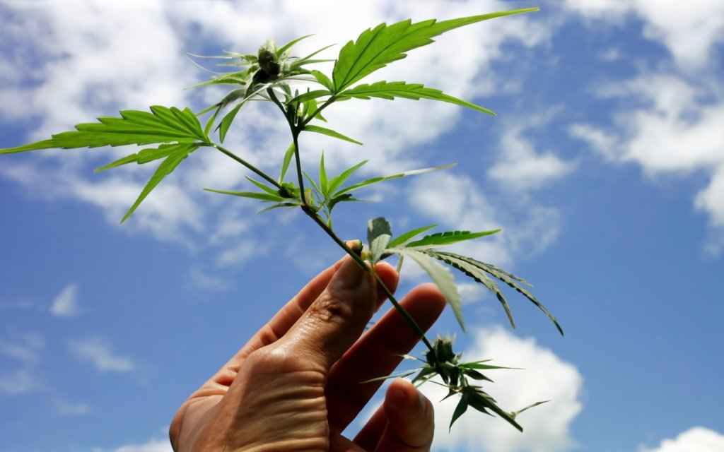 Kuinka ottaa pistokas kannabiskasvista