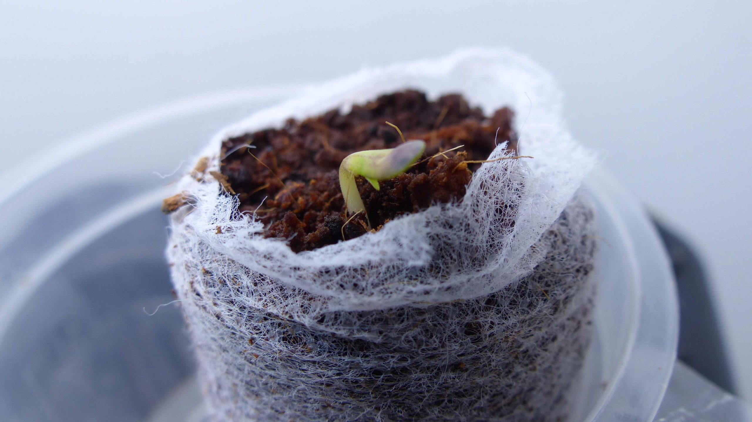 Hogyan kell csíráztatni a kannabisz magokat