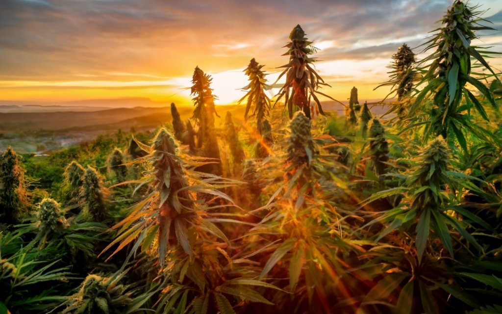Landrace Cannabis