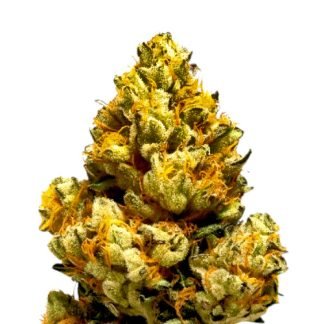 greippi auto