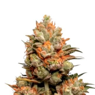 mango kush